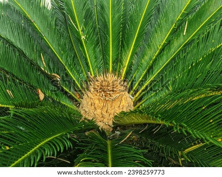 Cycas tree with brown flower