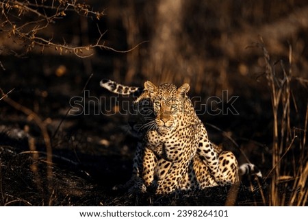 Leopard in African National parks (Botswana, Zambia, Zimbabwe, South Africa, Namibia)