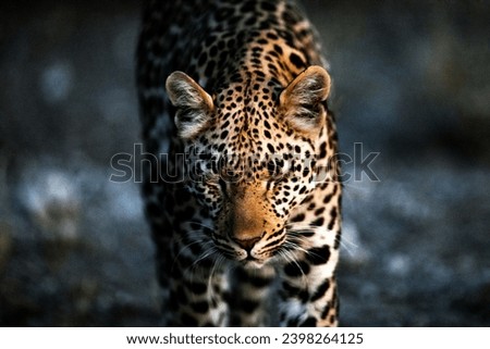 Leopard in African National parks (Botswana, Zambia, Zimbabwe, South Africa, Namibia)