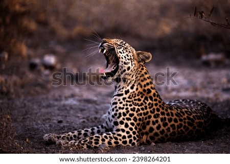 Leopard in African National parks (Botswana, Zambia, Zimbabwe, South Africa, Namibia) Royalty-Free Stock Photo #2398264201