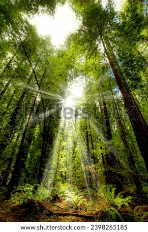 Redwoods National Park Pacific Northwest Royalty-Free Stock Photo #2398265185