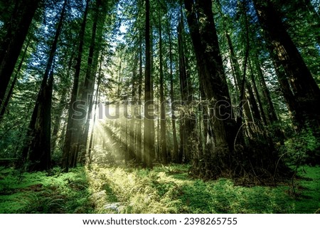 Redwoods National Park Pacific Northwest Royalty-Free Stock Photo #2398265755