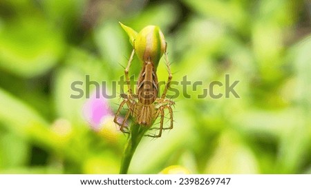 Macro shots, Beautiful nature scene. Close up beautiful small spider