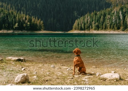 Pointer dog lifting paw sitting by mounting lake high in mountains. Active Hungarian Vizsla sits against backdrop black lake in Durmitor National Park, Montenegro. Pet-friendly travel concept.