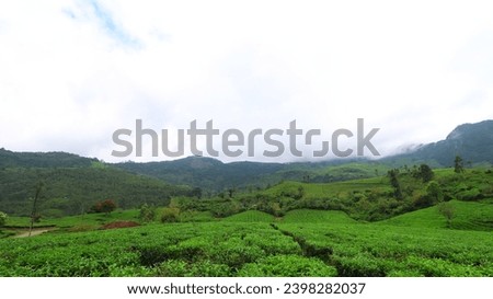 The tea plantations background and morning light Tea plantation in western ghats, India. close-up macro images of tender green tea leaf
