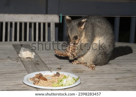 brush tailed possum portrait while looking at you Royalty-Free Stock Photo #2398283457