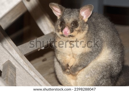 brush tailed possum portrait while looking at you