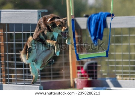 Border collie jumping off a dock and about to grab a toy bumper
