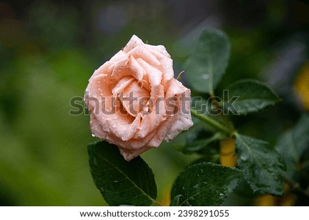 A peach color rose flower with huge thick petals covered with morning dew drops. Pantone 2024 color, Peach fuzz, 13-1023. Garden plants, blooming rose shrub. Huge amazing bud of soft beige rose.