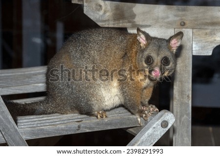 brush tailed possum portrait while looking at you