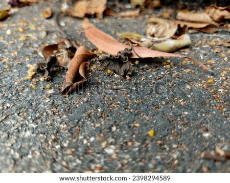 dry leaves, leaf, plant, nature, natural, wood, background, beautiful, picture, garden floor, earth,footpath 
