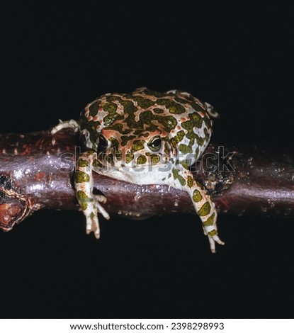 European green toad (Bufotes viridis), the most common amphibian species in southern Ukraine, decreasing in number Royalty-Free Stock Photo #2398298993