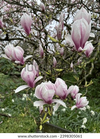 Magnolia tree in flower with petals
