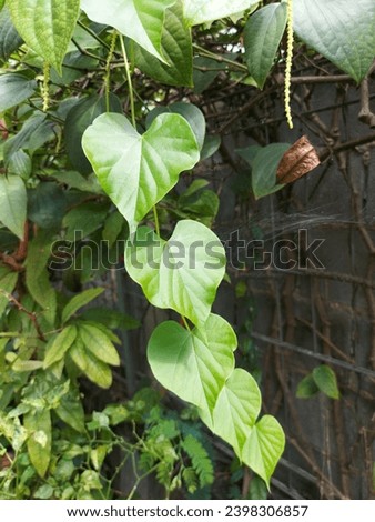 leaf, park, grass, flower, weed, natural, nature, garden,  picture beautiful, background, plant, tree, vegetable 