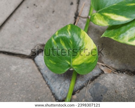 leaf, park, grass, flower, weed, natural, nature, garden,  picture beautiful, background, plant, tree, vegetable 