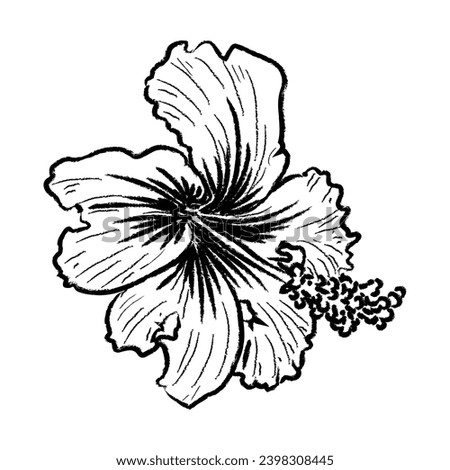 Hibiscus vector illustration.Flower vector black line art