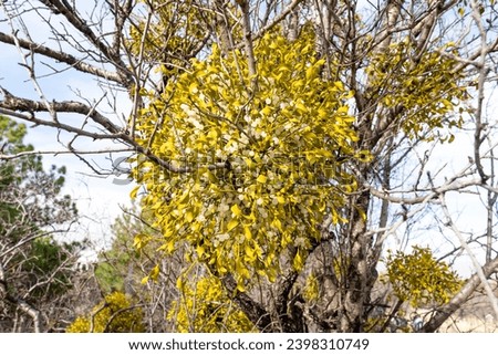European Mistletoe (Viscum album) hemi-parasitic shrub growing on branches.