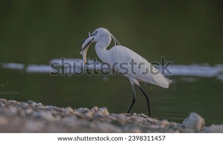 Little Egret (Egretta garzetta) is fishing in the Tigris River.
