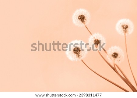 Trendy color of year 2024 - Peach Fuzz. Soft fluffy dandelions with white seeds on a peach fuzz background with space for text. Copy space. Banner. Royalty-Free Stock Photo #2398311477