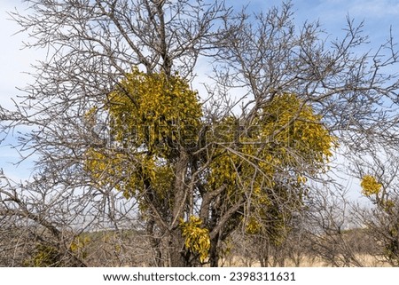 Many European Mistletoe (Viscum album) hemi-parasitic shrubs growing on a tree.