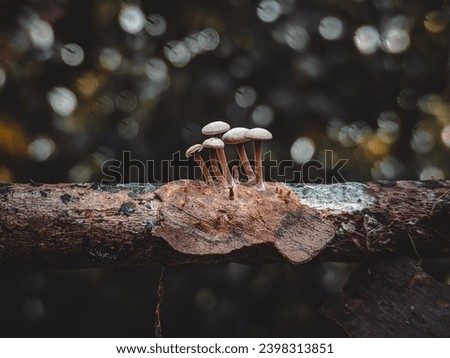 mushrooms on tree trunk in the tropical rainforest. small mushrooms in nature with beautiful dark bokeh background image. natural fungus theme. 