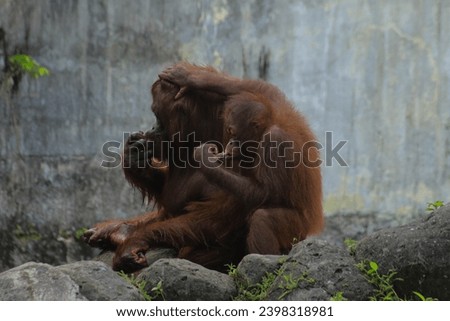 orangutans with their cubs basking in the sun