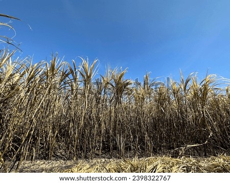 Sugarcane fields were burnt, causing damage to the crop.