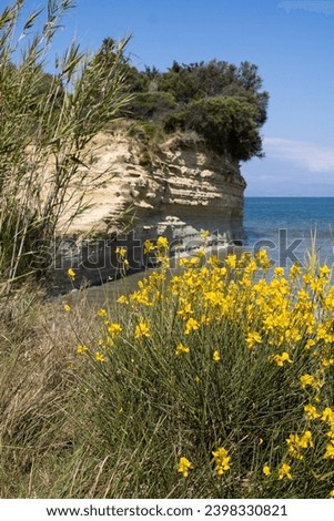 Yellow blossoms of a cytisus bush, growing on the banks of the sea at Cape Drastis in the north of the island. Cliff in the background. Calm water of the sea. Blue sky. Sidari, Corfu, Greece.