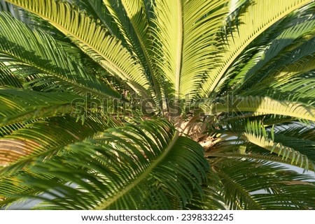 Background from small green palm tree, top view. One palm grow for publication, poster, screensaver, wallpaper, postcard, banner, cover, post. High quality photography
