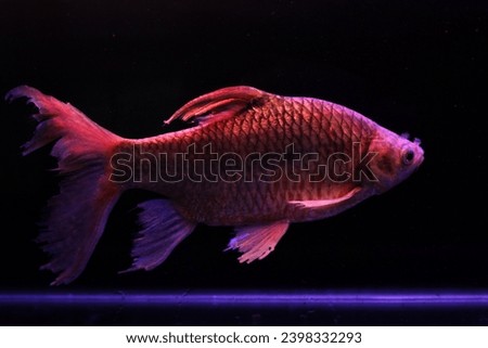 Tawes kumpay fish or Puntius gonionatus has pectoral fins and tail fins that are slightly longer than ordinary tawes. Royalty-Free Stock Photo #2398332293