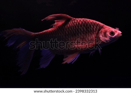 Tawes kumpay fish or Puntius gonionatus has pectoral fins and tail fins that are slightly longer than ordinary tawes. Royalty-Free Stock Photo #2398332313
