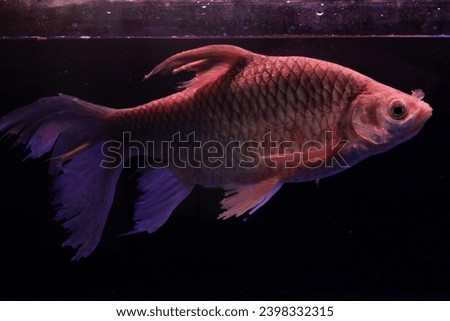 Tawes kumpay fish or Puntius gonionatus has pectoral fins and tail fins that are slightly longer than ordinary tawes. Royalty-Free Stock Photo #2398332315
