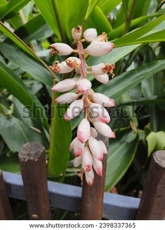 Shell Ginger plant with a flower in Taronga Zoo, Australia.