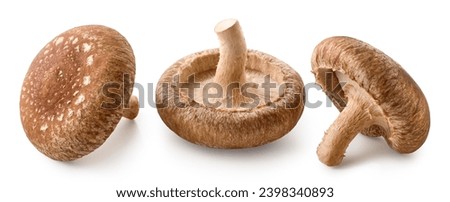 Three whole fresh Shiitake mushrooms isolated on white background Royalty-Free Stock Photo #2398340893