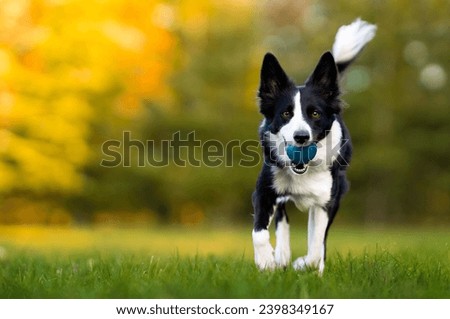 A black and white border collie runs along a green lawn with a blue ball in its mouth. Life with dog