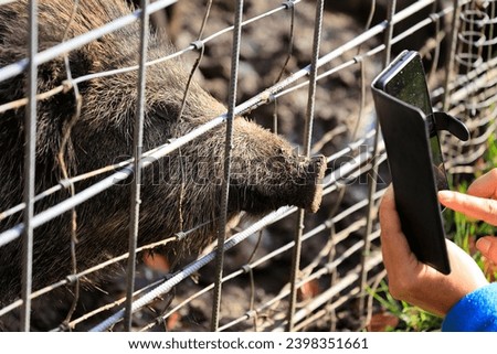Wild boar sticks its trunk through a fence and is photographed