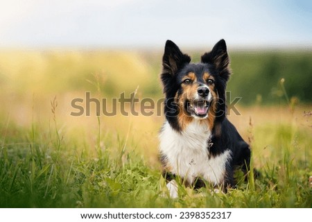 Black tricolour border collie lies in a field among wildflowers on a sunny summer day