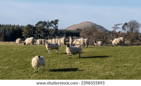 picture of sheeps grazing in a scottish field