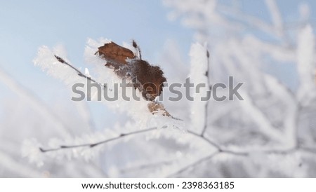 Close-up of beautiful tree branch in frost. Creative. Tree branch covered with frost. Winter frost on branches of tree on sunny day