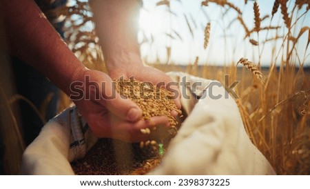Wheat grain pouring from farmer's man hands on agricultural field to canvas bag, hands close-up. Harvesting, farming, food production, agribusiness concept. Golden wheat crop at sunset on farmland. Royalty-Free Stock Photo #2398373225