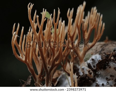 ID Foto Stok: 2396148685

Macro Photography of Ramaria Stricta. Ramaria stricta, commonly known as the strict-branch coral is a coral fungus of the genus Ramaria. Unique mushroom. Royalty-Free Stock Photo #2398373971