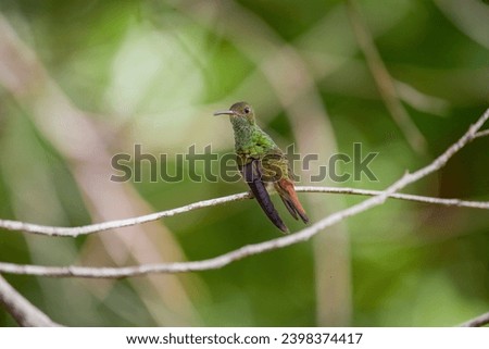 photo of small hummingbird in the wild