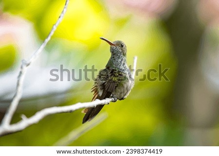 photo of small hummingbird in the wild