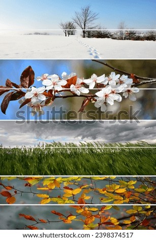 The four seasons: winter, spring, summer and autumn. Royalty-Free Stock Photo #2398374517