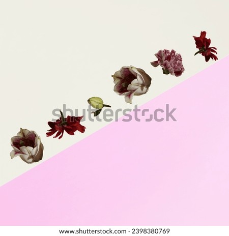 Diagonally aligned isolated flowers against the beige and pink background. Floral pattern. Minimal concept of love, friendship, spring. Valentine’s or birthday card. Copy space.Flat lay.