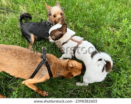 Macro photo animals  yorkshire terrier dog puppy play with dogs. Stock photo happy cute pets dogs play on the garden