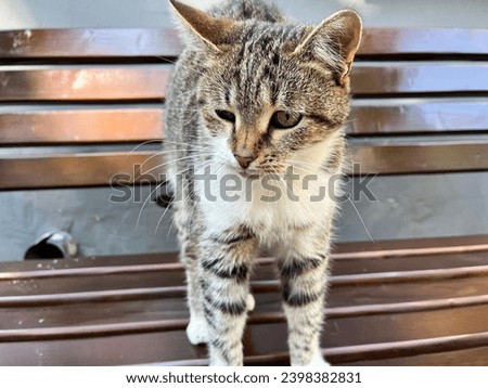 Macro photo animal kitty cat. Stock photo happy cute pet cat