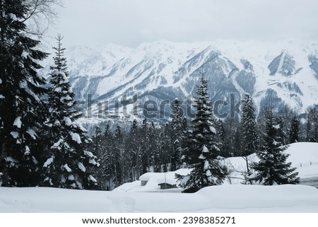 Winter forest against the backdrop of mountains. Concept of winter holidays in the mountains.