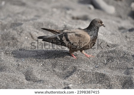 picture of a  pigeon in the sea