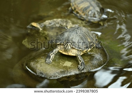 picture of a turtle in a pond spain